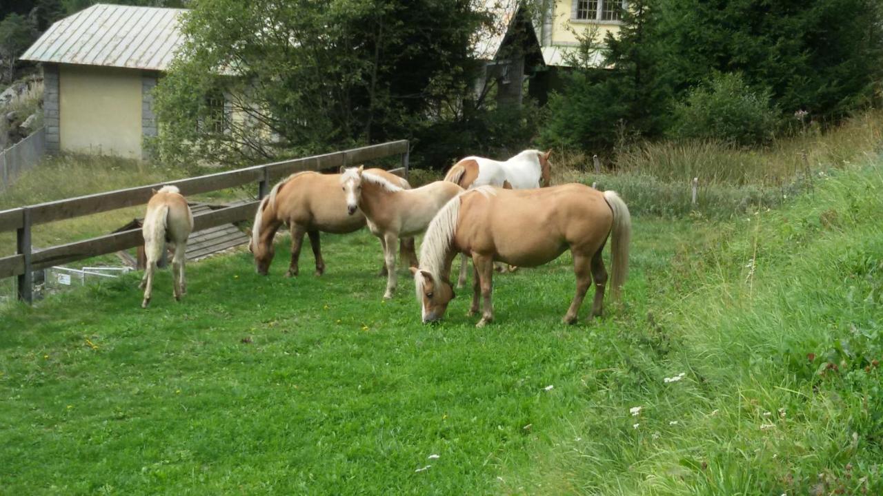 Rifugio Stella Alpina Otel Saviore dell'Adamello Dış mekan fotoğraf